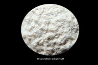 Hexacoralliaire polypier sp X10